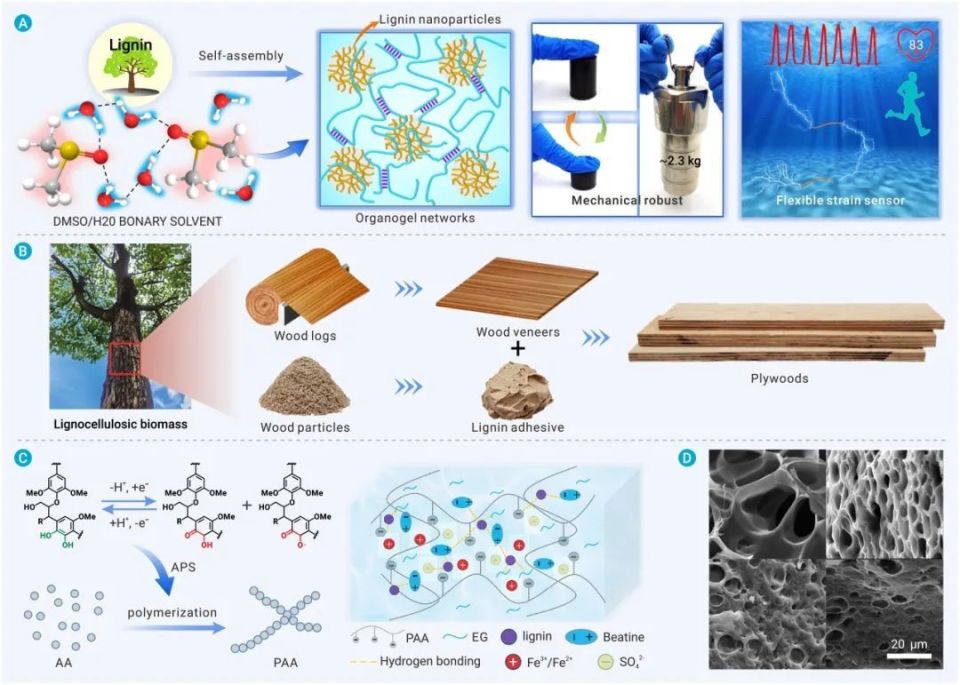 the innovation materials | 源自木質(zhì)素的生物基高分子材料