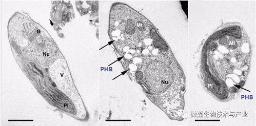 微藻生物基塑料產品,你了解嗎
