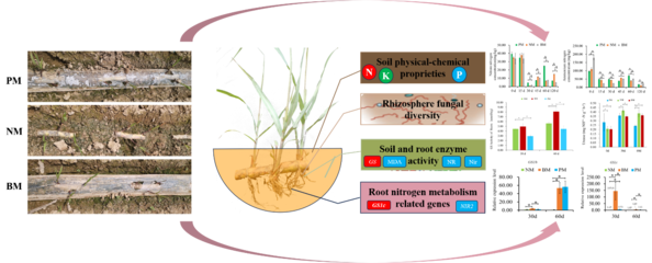 PBAT基全生物降解地膜能有效促進甘蔗的營養(yǎng)代謝和生長